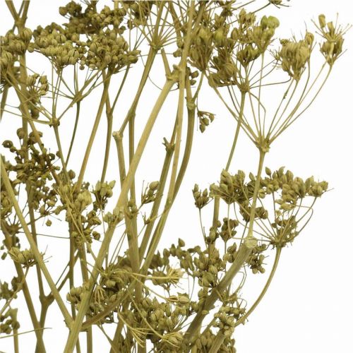 Artikel Droogbloemen echte karwijgroene decoratie 55cm bos van 5 st