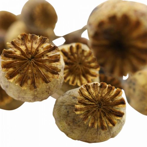 Floristik24 Gedroogde bloem maanzaad capsule gele papaver deco papaver 75g