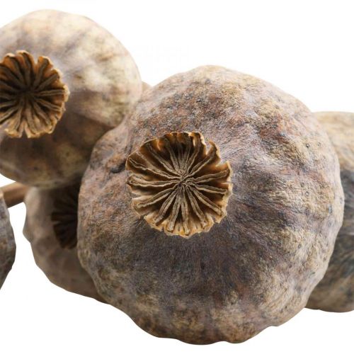 Artikel Droogbloemen klaprooscapsules grote natuurlijke decoratieve klaprozen 5 stuks