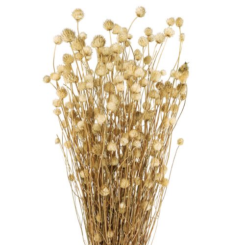 Floristik24 Gedroogde bloemen natuurlijke droge distel aardbeidistel 60cm 100g