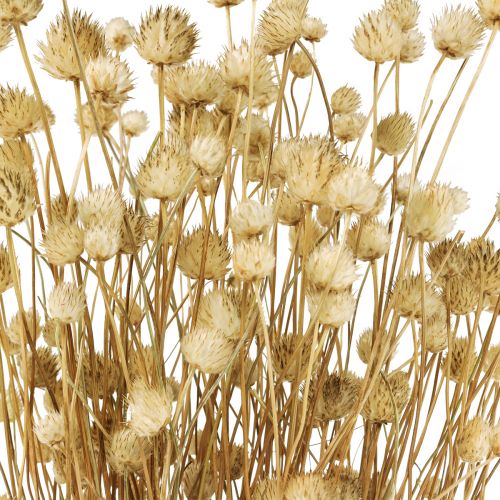 Floristik24 Gedroogde bloemen natuurlijke droge distel aardbeidistel 60cm 100g