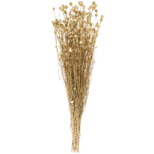 Floristik24 Gedroogde bloemen natuurlijke droge distel aardbeidistel 60cm 100g