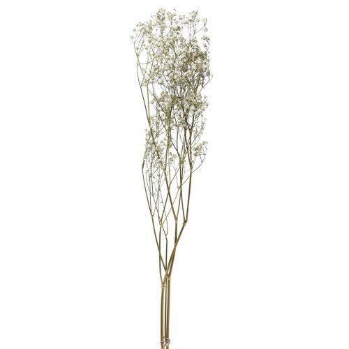 Floristik24 Droogbloemen Gypsophila Gypsophila Wit 58cm 7g