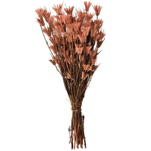 Artikel Droogbloemen zwarte komijn decoratie roodbruin Nigella 40cm 100g