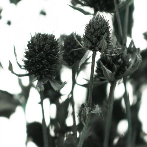 Floristik24 Droge Distel Zwarte Aardbeiendistel Gedroogde Bloemen 100g