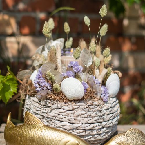 Floristik24 Gedroogde grassen Phalaris gedroogd droog floristisch natuur 55cm 80g
