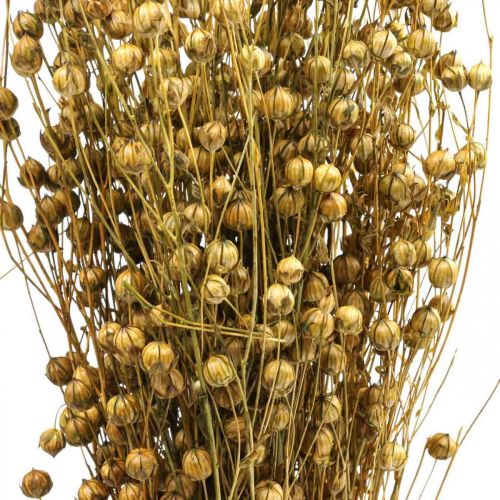 Floristik24 Gedroogd Gras Gedroogd Vlas Olijfgroen H50-55cm 80g