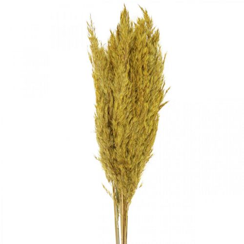 Floristik24 Drooggras zegge decoratie gedroogd geel 70cm 10 st