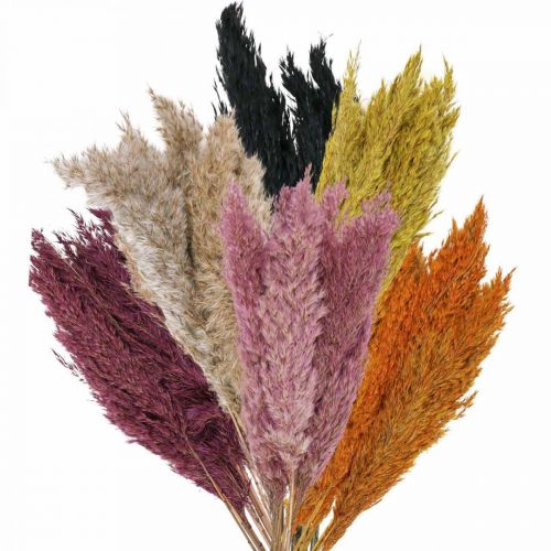 Artikel Drooggraszegge gedroogd diverse kleuren 70cm 10 st