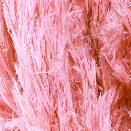 Artikel Gedroogd Gras Rietgras Gedroogd Decoratief Gras Roze 70cm 10 Stuks