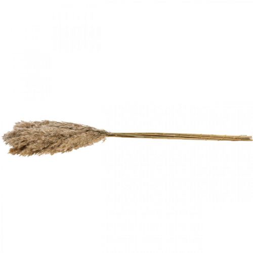 Floristik24 Drooggras zegge gedroogd siergras naturel 70cm 10 stuks