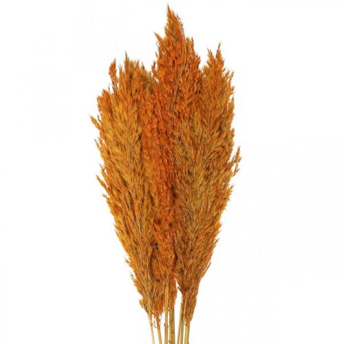 Floristik24 Gedroogd gras, zegge, gedroogd, siergras, oranje, 70 cm, 10 stuks