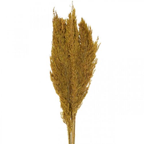 Artikel Drooggraszegge gedroogd olijfgroen siergras 70cm 10 stuks