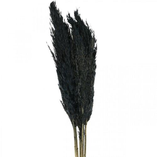 Floristik24 Gedroogd gras Zeggegras gedroogd zwart siergras 70cm 10 stuks