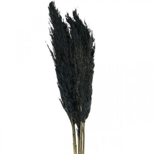 Floristik24 Drooggras zegge gedroogd zwart siergras 70cm 10 stuks