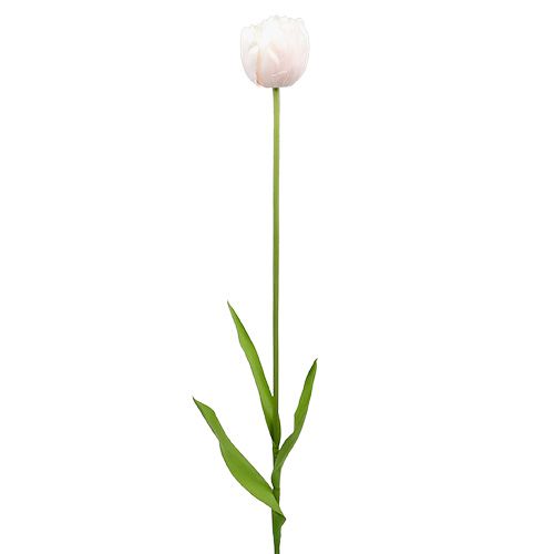 Floristik24 Tulp wit-roze 86cm 3st