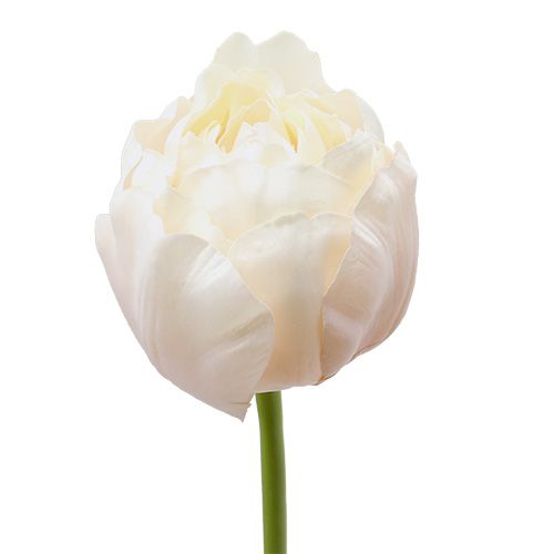 Floristik24 Tulp wit-roze 86cm 3st