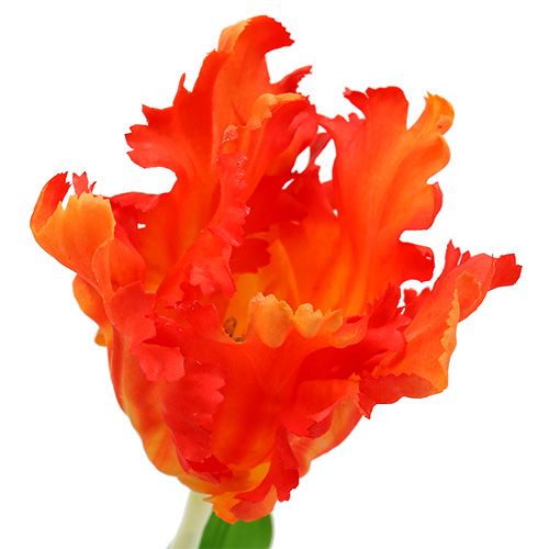 Floristik24 Tulp oranje 70cm