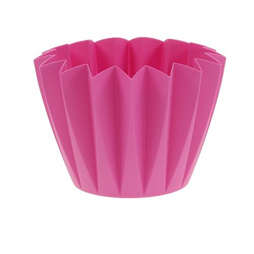 Floristik24 Verpotten Adonis Azalea 14cm 20 st