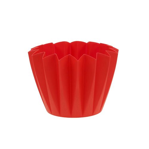 Floristik24 Pot Adonis Rood 11cm 20 st