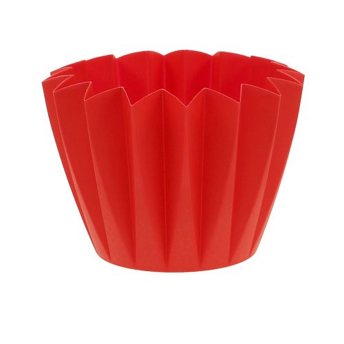Floristik24 Pot Adonis Rood 14cm 20 st