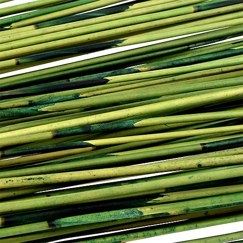 Floristik24 Vlei Reed 400g donkergroen