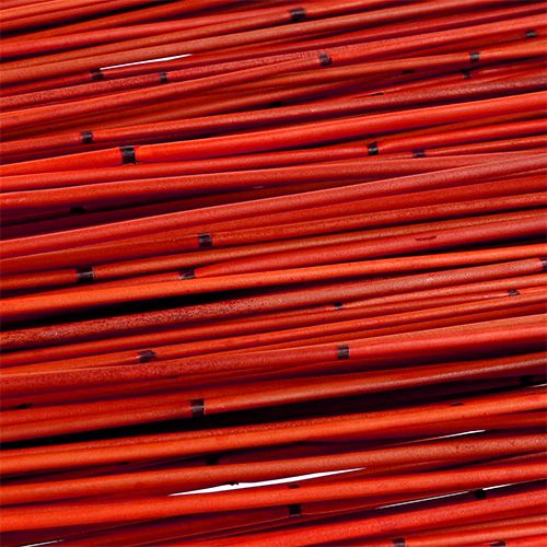 Floristik24 Vlei Riet 400g Rood