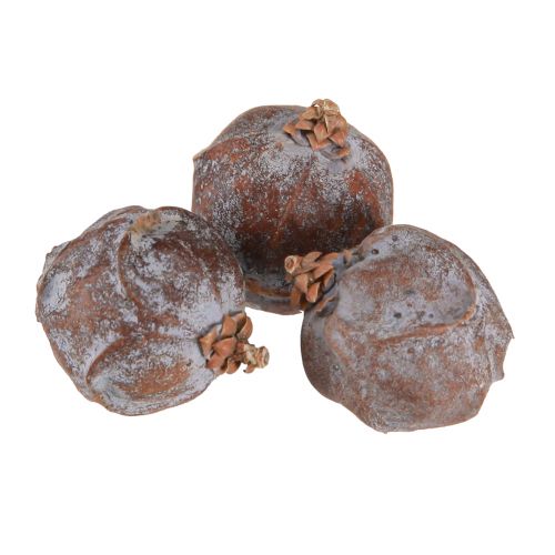 Floristik24 Jeneverbes kegels Syrische jeneverbes naturel Ø1,5–2,5cm 1kg