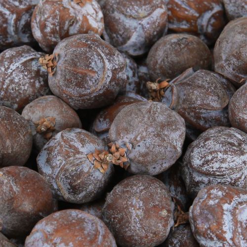 Floristik24 Jeneverbes kegels Syrische jeneverbes naturel Ø1,5–2,5cm 1kg