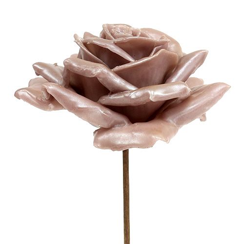 Artikel Wax rose champagne mix Ø10cm 6st