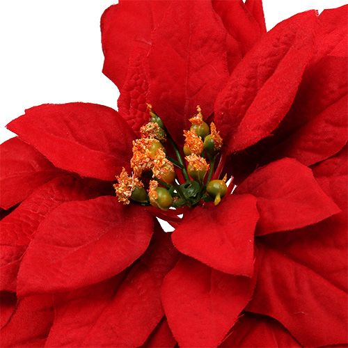 Floristik24 Kerstster rood 57cm 1st