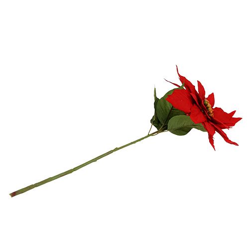 Floristik24 Kerstster rood 57cm 1st