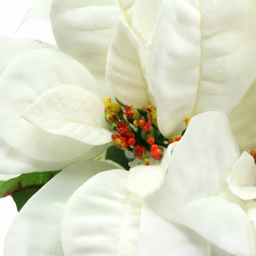 Floristik24 Poinsettia boeket wit 52cm