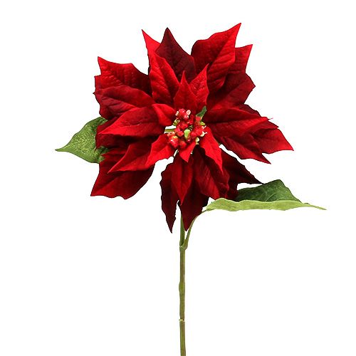 Floristik24 Kerstster rood 70cm