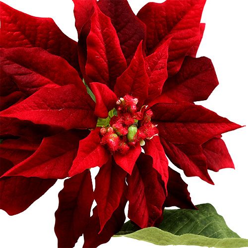 Floristik24 Kerstster rood 70cm