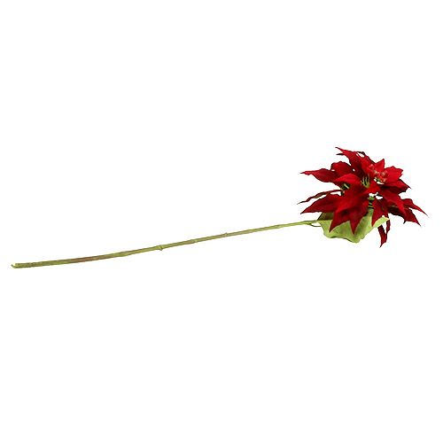 Floristik24 Kerstster rood 70cm