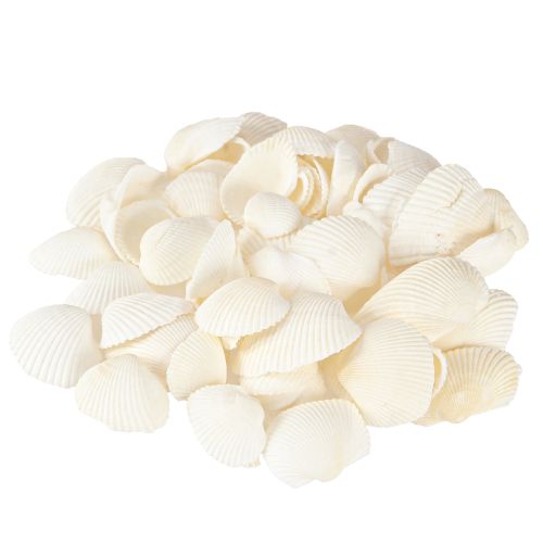 Floristik24 Witte schelpen decoratieve kokkels 2-3,5 cm 300 g × 2 stuks