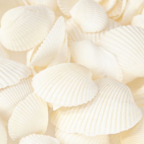 Floristik24 Witte schelpen decoratieve kokkels 2-3,5 cm 300 g × 2 stuks