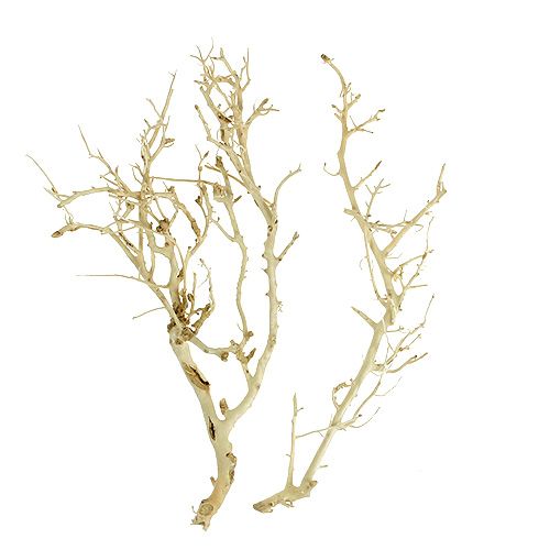 Floristik24 White Bush gebleekt 5 st