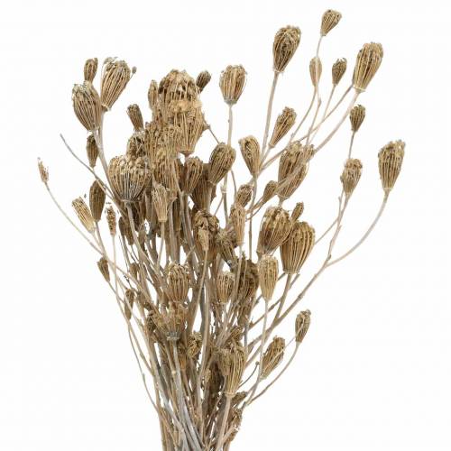 Floristik24 Wildflower Bos, natuurlijk duizendblad, gewassen wit 30–60cm 150g