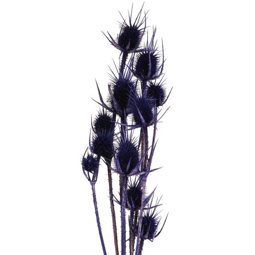 Floristik24 Wilde Kaardebol Gedroogde Bloemen Kaardebol Distels Paars 55cm 10 koppen