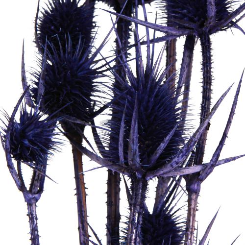 Artikel Wilde Kaardebol Gedroogde Bloemen Kaardebol Distels Paars 55cm 10 koppen