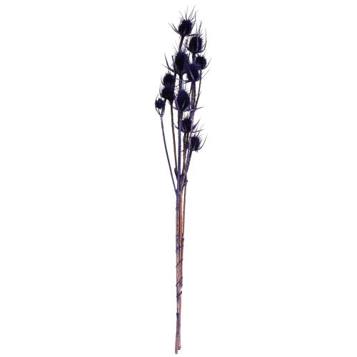 Artikel Wilde Kaardebol Gedroogde Bloemen Kaardebol Distels Paars 55cm 10 koppen