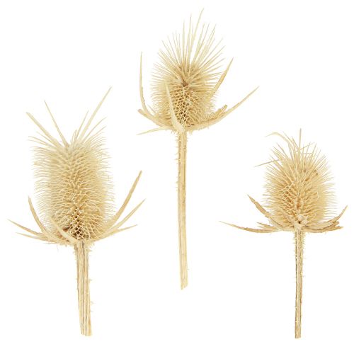 Wilde kardoen gebleekt gedroogde natuurlijke decoratie 3-6cm 1kg