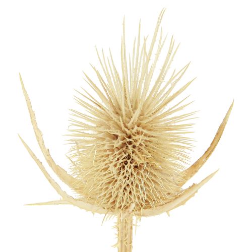 Artikel Wilde kardoen gebleekt gedroogde natuurlijke decoratie 3-6cm 1kg