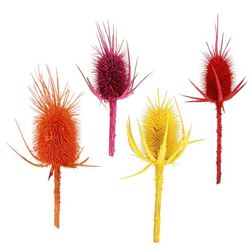 Floristik24 Wilde Kardoenkoppen Gedroogd Geverfd Dispacus 3-6cm 1kg