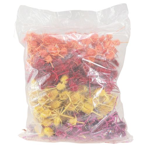 Artikel Wilde Kardoenkoppen Gedroogd Geverfd Dispacus 3-6cm 1kg