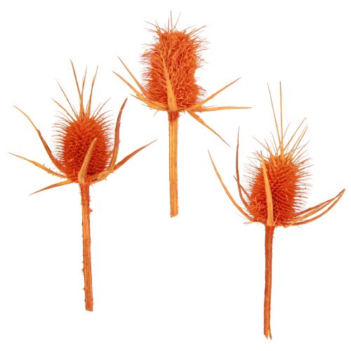 Artikel Wilde Kaarden Oranje Kaardebol Distel Gedroogde Decoratie 1kg