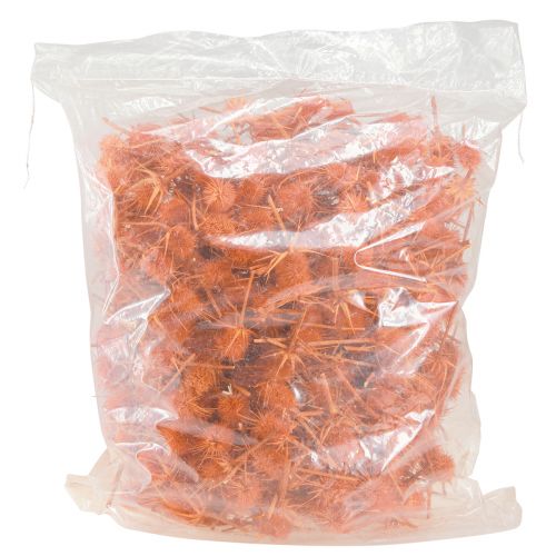 Artikel Wilde Kaarden Oranje Kaardebol Distel Gedroogde Decoratie 1kg