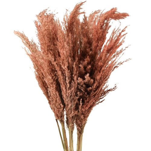 Artikel Wilde Rietpluim Riet Droogdecoratie Abrikoos 75cm 10 st
